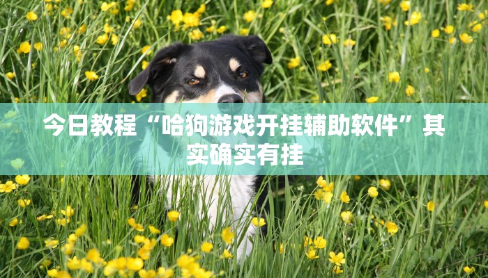 今日教程“哈狗游戏开挂辅助软件”其实确实有挂